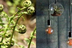 Biophilie leben: Dank Pflanzen