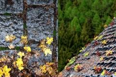 Lebendige Natur am Dach