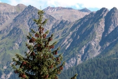 Wilde Natur vor schroffer Bergkulisse