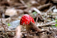 Intakte Natur auf dem Fisser Sonnenplateau