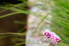 Blumen, Gräser Wasserläufe: Das perfekte Glück in der Natur