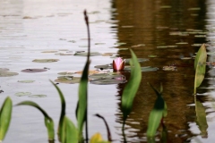 Naturteich in der Saunalandschaft