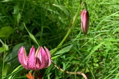 Wilde Lilie