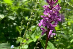 Wilde Orchidee