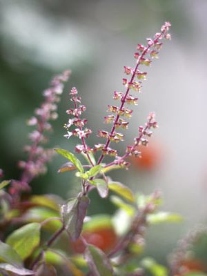 Die Pflanzenbotschaft von Tulsi ist die Weisheit der Pflanzenseele, die deine Seele wahrnehmen kann.