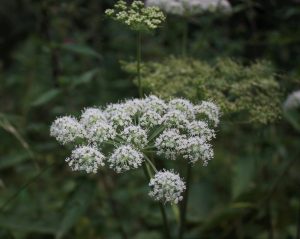 Angelikawurzel, auch Engelwurz genannt, verbindet dich wieder mit der Erde und deinen Wurzeln.