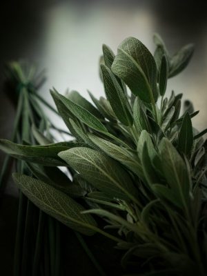 Pflanzenbotschaft von Salbei führt dich nach innen und macht dein Herz weicher.