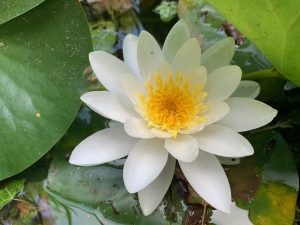 Die Pflanzenbotschaft der Seerose unterstütz dich dabei, die wahre Bedeutung deiner Träume zu verstehen.