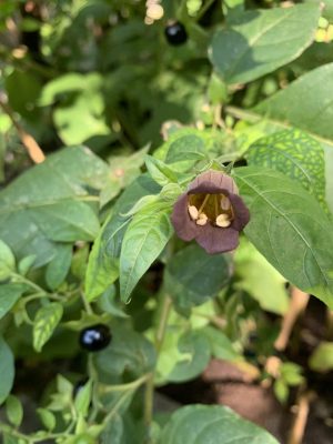 Die Pflanzenbotschaft von Belladonna motiviert dich dazu, deine innere Wahrheit zu erkennen und sie zu sprechen.